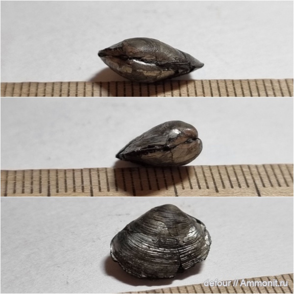 юра, Бронницы, оксфорд, двустворки, двустворчатые моллюски