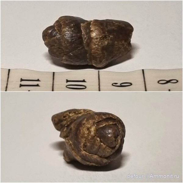 мел, копролиты, сеноман, Шацк, Малый Пролом