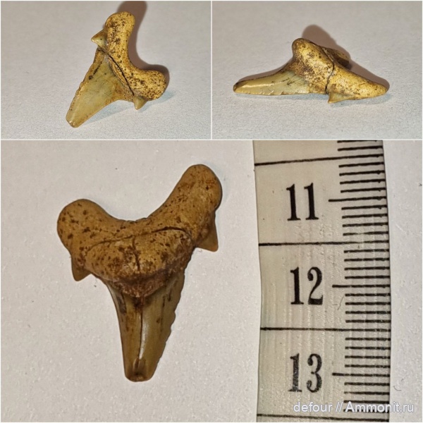 мел, сеноман, Шацк, Малый Пролом, Dwardius