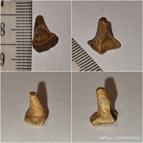 мел, сеноман, Enchodus, Шацк, Малый Пролом