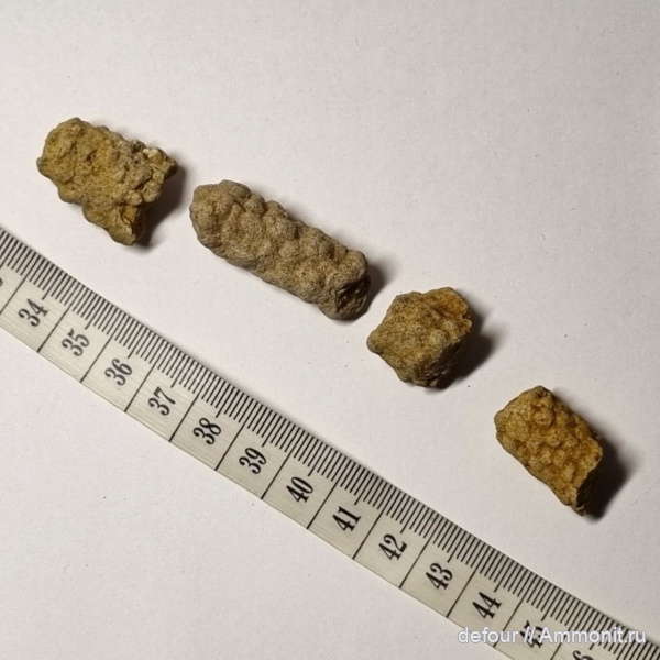 мел, сеноман, ихнофоссилии, Ophiomorpha, Шацк, Малый Пролом