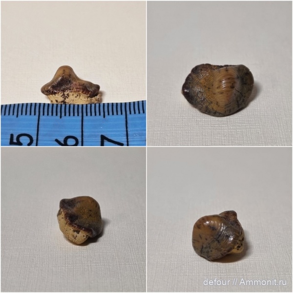 мел, сеноман, Ptychodus, Шацк, Малый Пролом, ptychodus anonymus