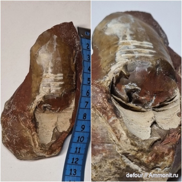 карбон, головоногие моллюски, прямораковинные головоногие, Тверская область, Orthoceratoidea, московский ярус