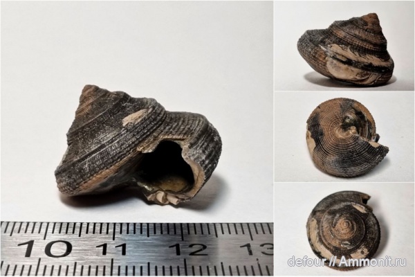 гастроподы, юра, Bathrotomaria