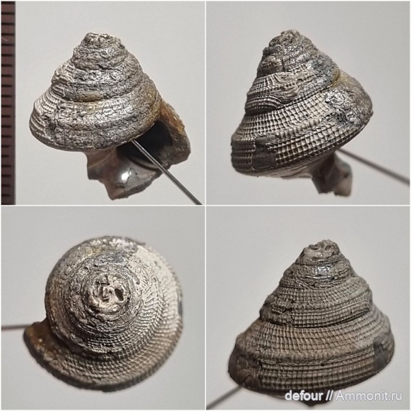 гастроподы, юра, Bathrotomaria, прижизненные повреждения