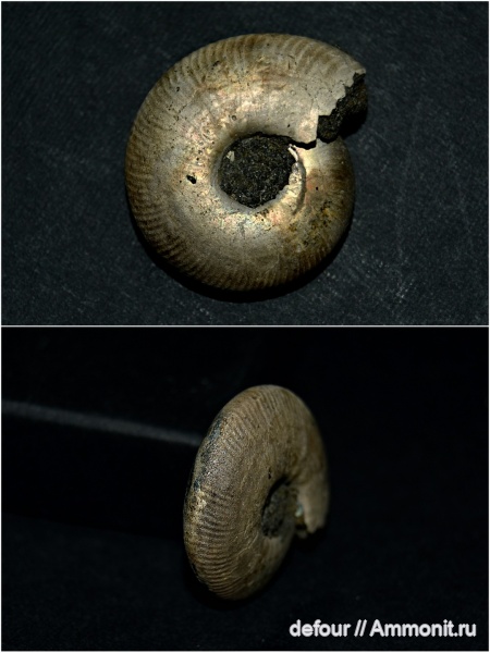 аммониты, юра, Craspedites