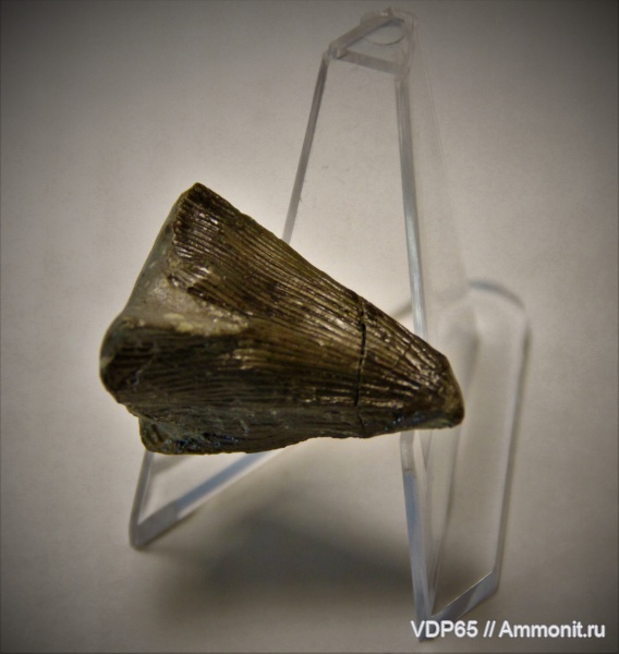 Сахалин, палеофлора, Gymnospermae, Ginkgoales, Ginkgophyta