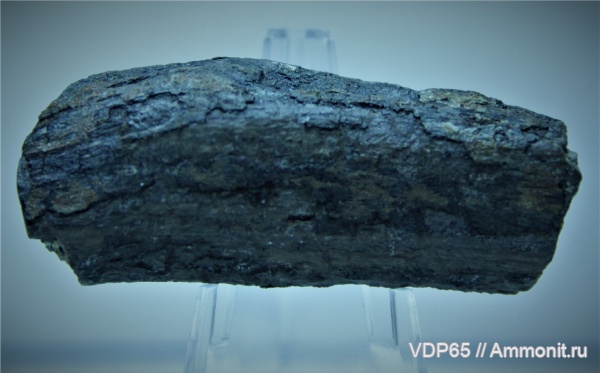 растения, Сахалин