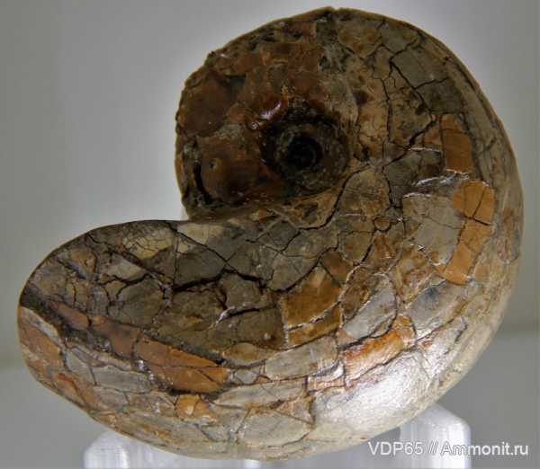 головоногие моллюски, мезозой, верхний мел, Сахалин