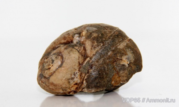 Gastropoda, Сахалин