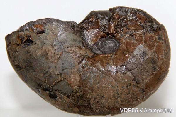 аммониты, Phylloceratidae, Сахалин