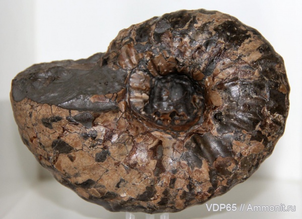 головоногие моллюски, верхний мел, Ammonoidea, Eupachydiscus haradai, Eupachydiscus, Сахалин, Upper Cretaceous