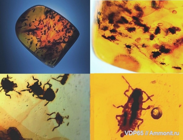 янтарь, Сахалин, инклюзы