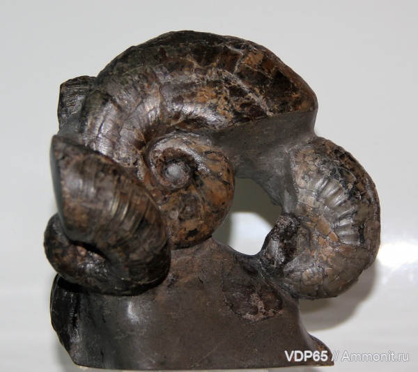 аммониты, Сахалин