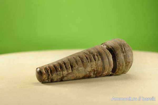 белемниты, фрагмоконы, belemnites, phragmocones