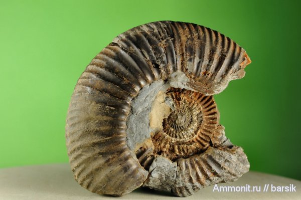 аммониты, Gonolkites, Ammonites