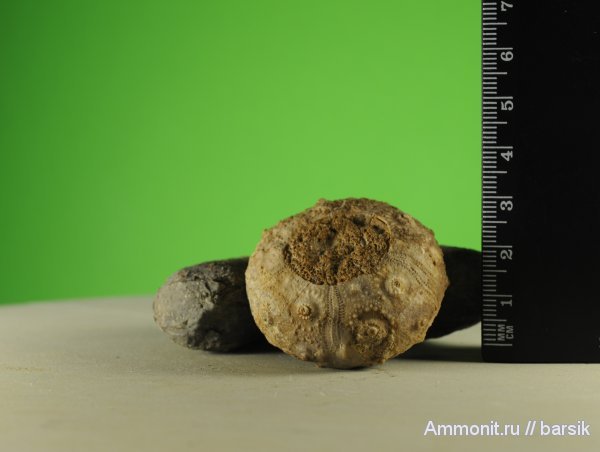 морские ежи, Cidaroida