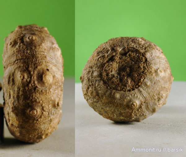 морские ежи, Cidaroida