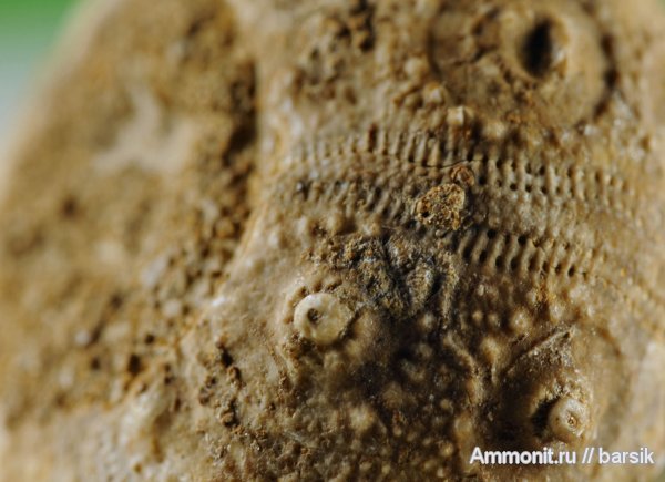 морские ежи, Cidaroida