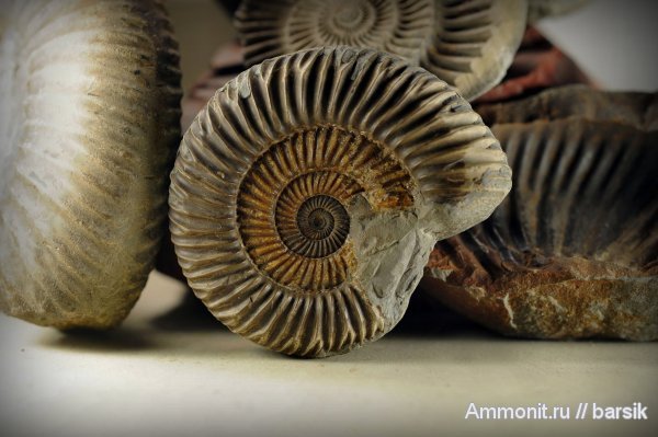 Аммониты Скалистого хребта
