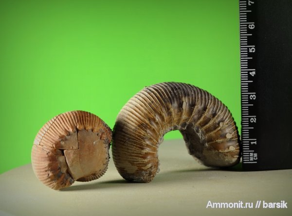 Stephanoceratidae, Stephanoceras