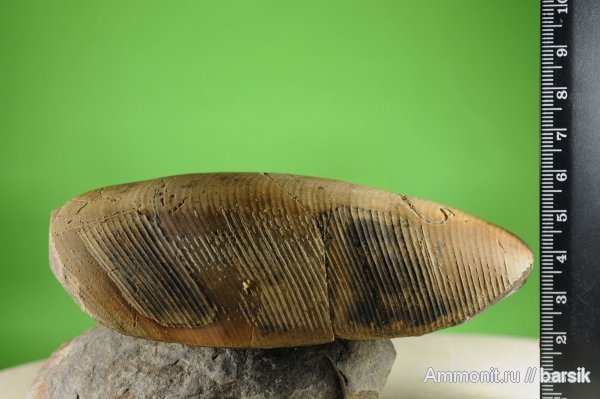 Pseudophylloceras kunthi, Phylloceratidae, Pseudophylloceras