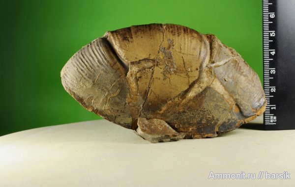 Holcophylloceras, Phylloceratidae