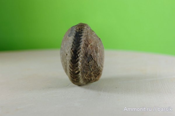 аммониты, Ammonites