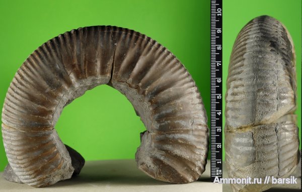 аммониты, Ammonites