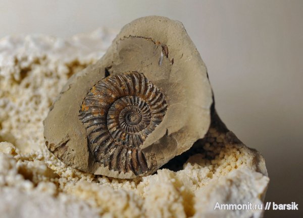 аммониты, Ammonites