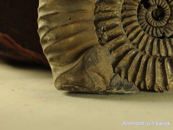 аммониты, ушки, Parkinsonia, Ammonites, Microconchs, lappets