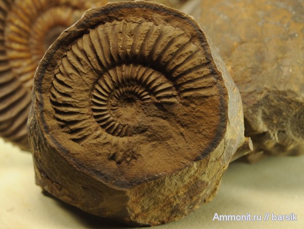 аммониты, Ammonites