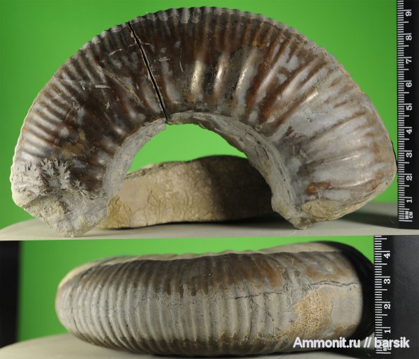 аммониты, Ammonites