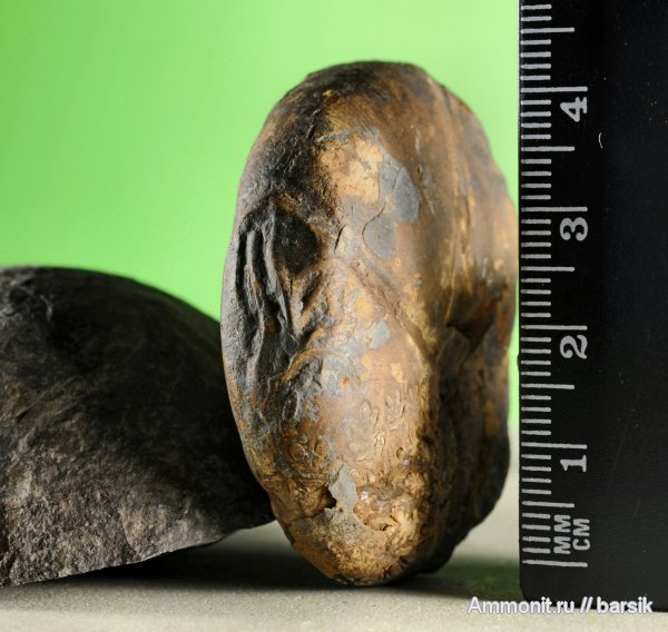 аммониты, Ammonites