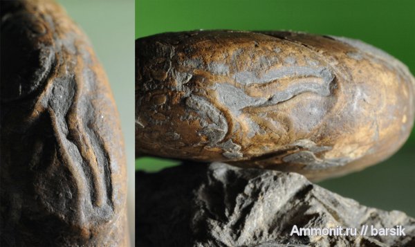 аммониты, Ammonites