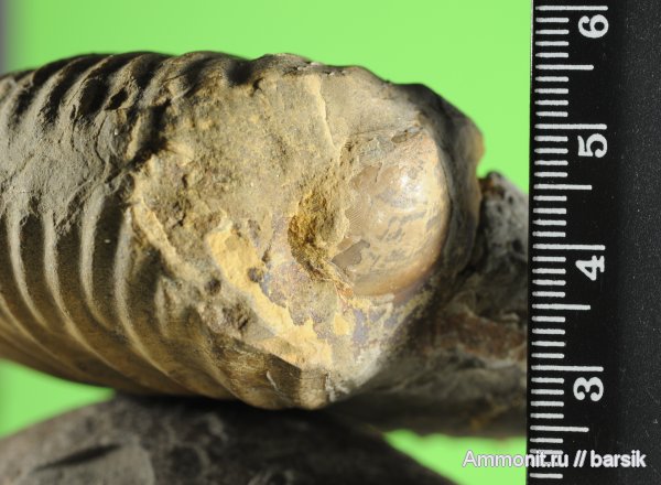 аммониты, Ammonites