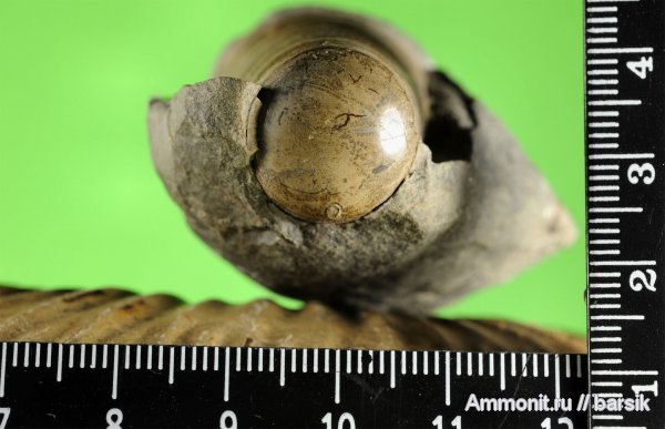 белемниты, belemnites