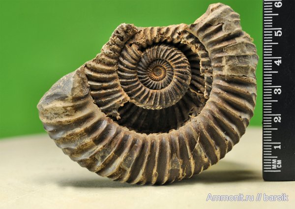 аммониты, Parkinsonia, Ammonites