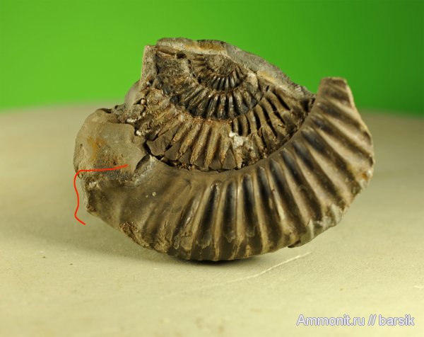 аммониты, ушки, Parkinsonia, Ammonites, Microconchs, lappets