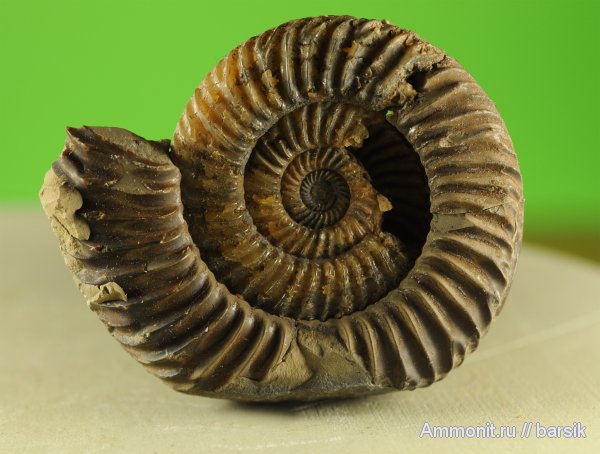 аммониты, Parkinsonia, Ammonites