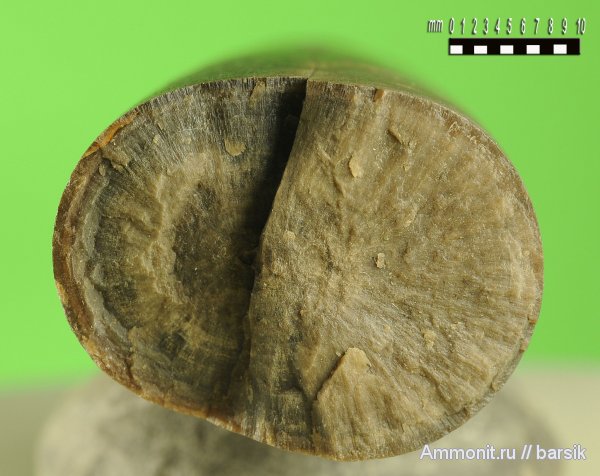 белемниты, belemnites