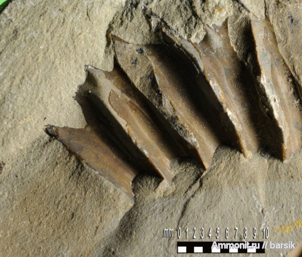 аммониты, Ammonites