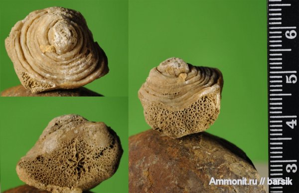 палеоген, мшанки