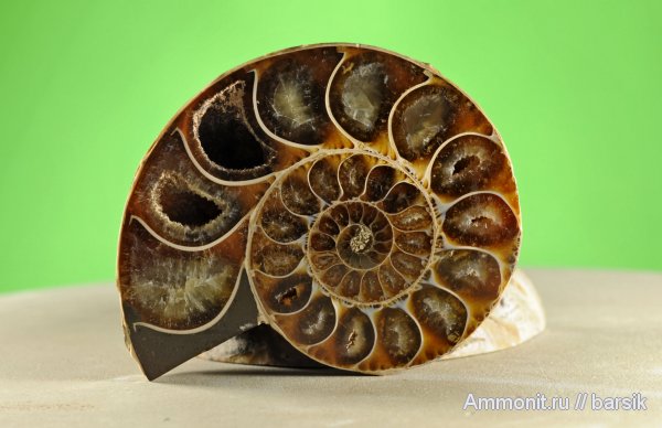 аммониты, Ammonites