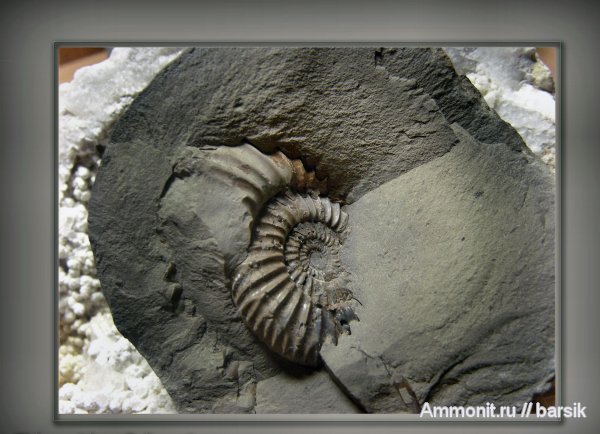 аммониты, Ammonites