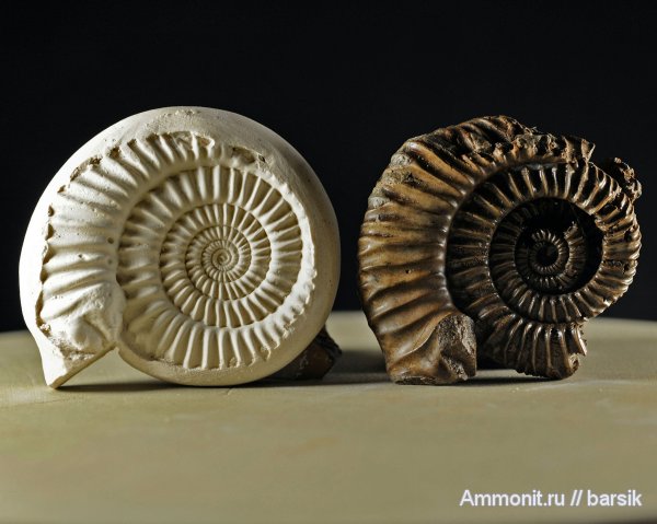 аммониты, ушки, Parkinsonia, Ammonites, Microconchs, lappets
