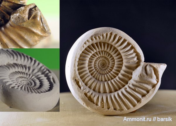аммониты, ушки, Parkinsonia, Ammonites, Microconchs, lappets