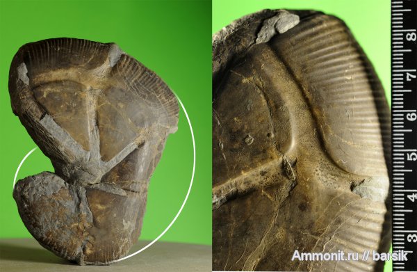 аммониты, Holcophylloceras, Ammonites, Phylloceratidae