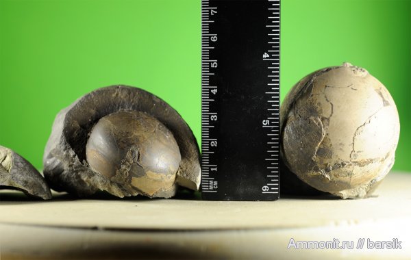 белемниты, belemnites