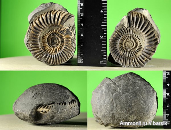 аммониты, Ammonites